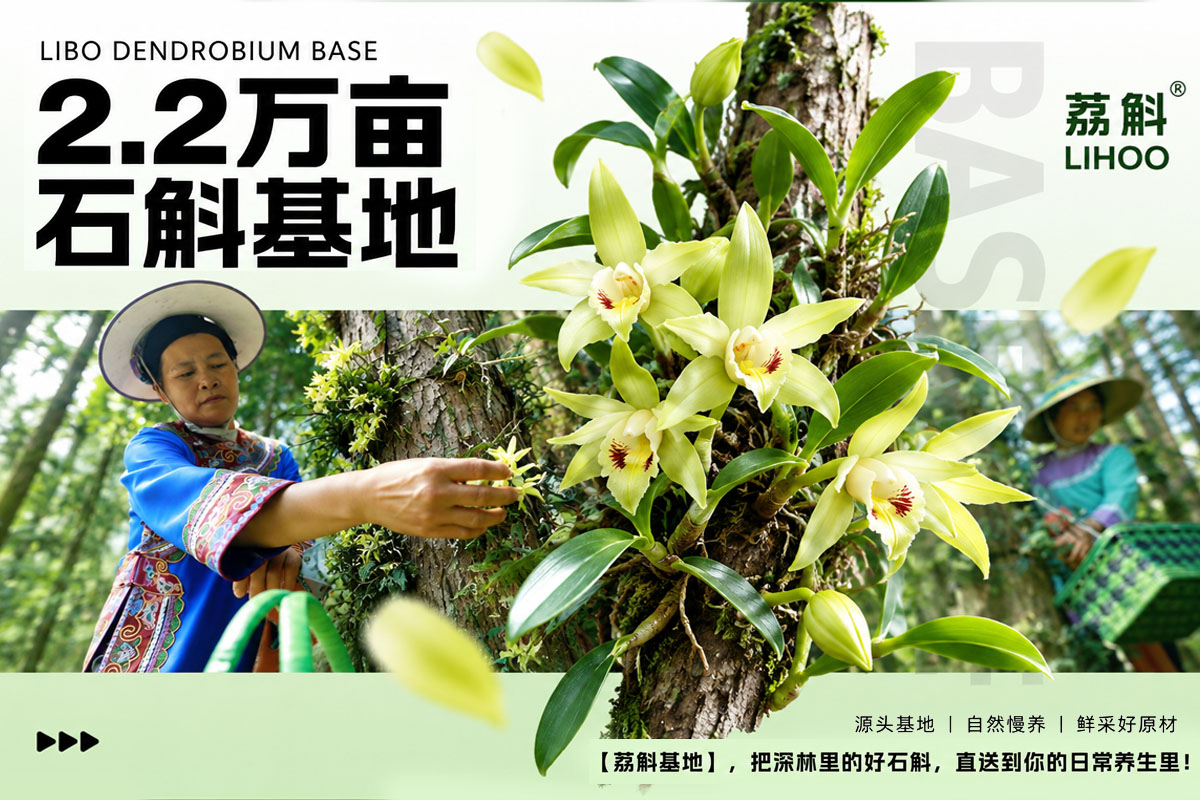 荔斛 2.2 万亩铁皮石斛基地