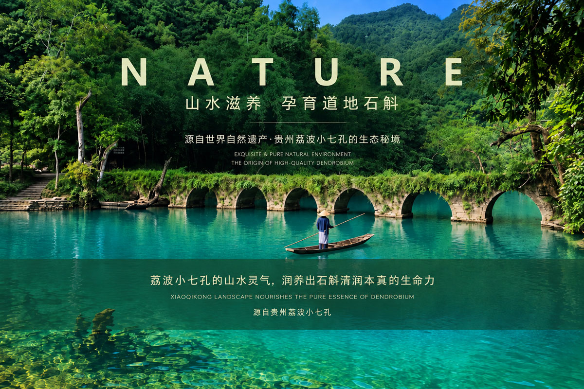 贵州荔波小七孔 山水滋养 孕育道地石斛